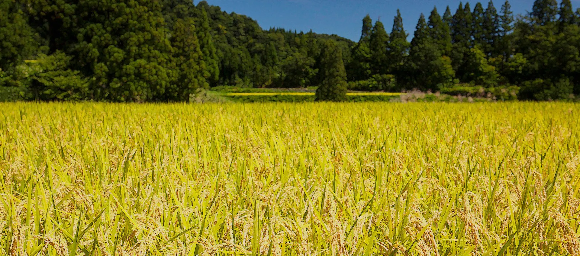 菅原農場のお米づくり 1